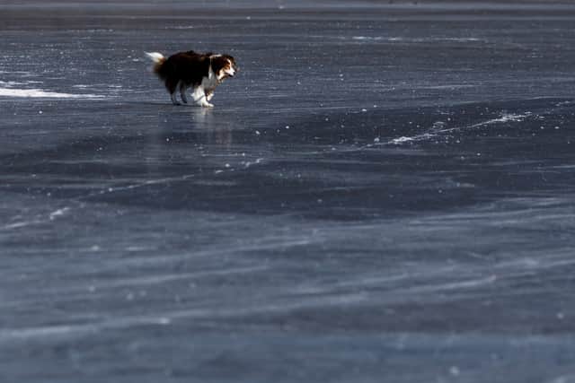 A teenage girl and a dog were rescued after falling through ice in Leytonstone. Photo: Getty (stock image)