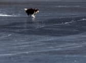 A teenage girl and a dog were rescued after falling through ice in Leytonstone. Photo: Getty (stock image)