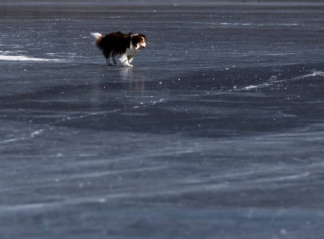 A teenage girl and a dog were rescued after falling through ice in Leytonstone. Photo: Getty (stock image)