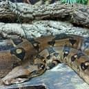 Specialist pet store The Reptile Shed is at risk of closing. Photo: TRS