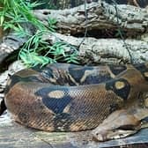 Specialist pet store The Reptile Shed is at risk of closing. Photo: TRS