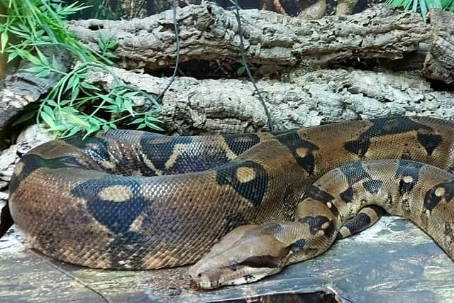 Specialist pet store The Reptile Shed is at risk of closing. Photo: TRS