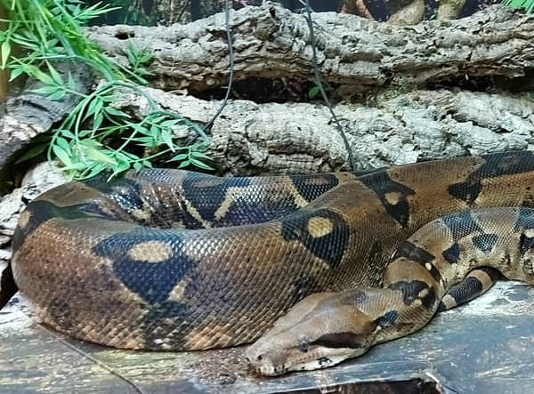 Specialist pet store The Reptile Shed is at risk of closing. Photo: TRS