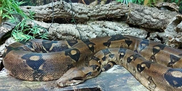 Specialist pet store The Reptile Shed is at risk of closing. Photo: TRS