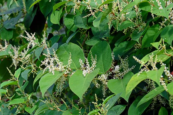 Japanese knotweed can grow at a rapid rate 