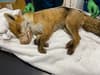 Illegal snare: RSPCA issues warning after trap kills fox in York - why it is harmful