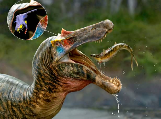 The brains of spinosaurs, the biggest meat-eater to ever exist on our planet, have been unveiled by a group of UK and US scientists.