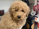 Dog Reckless Ralph jumps in taxi & takes 100-mile ride to Manchester Airport after becoming lost from owner