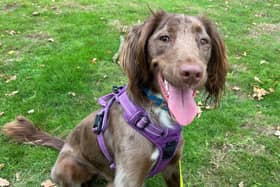 Marley, a one-year-old Cocker Spaniel  