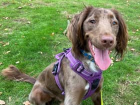 Marley, a one-year-old Cocker Spaniel  