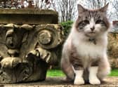 Minou was best known for rushing across the screen at the start of the BBC show - making a Greek-looking vase wobble. Marc Allum / SWNS