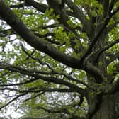 Gorne Wood in Brockley is the closest designated ancient woodland to the City of London, dating back to the 1600s. Credit: Daniel Saunders