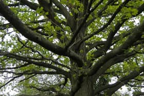 Gorne Wood in Brockley is the closest designated ancient woodland to the City of London, dating back to the 1600s. Credit: Daniel Saunders