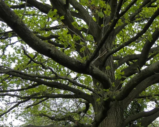 Gorne Wood in Brockley is the closest designated ancient woodland to the City of London, dating back to the 1600s. Credit: Daniel Saunders