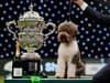 Crufts 2023: Who won Best in Show and full list of results including Utility, Toy and Working winners