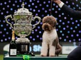 Orca the Lagotto Romagnolo was crowned Best in Show at Crufts 2023
