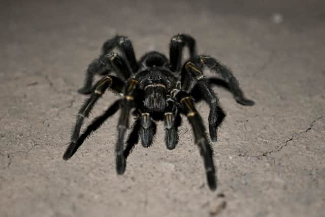 Arachnaphobes can face their fears with London Zoo’s Friendly Spider Programme