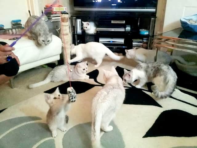 Yasemn Kaptan’s cats. (Picture: Yasemn Kaptan/SWNS)