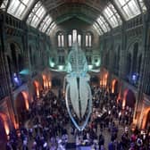 Guests mingle beneath a blue whale skeleton at the Natural History Museum in 2017. (Picture: Yui Mok/AFP via Getty Images)