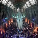 Guests mingle beneath a blue whale skeleton at the Natural History Museum in 2017. (Picture: Yui Mok/AFP via Getty Images)