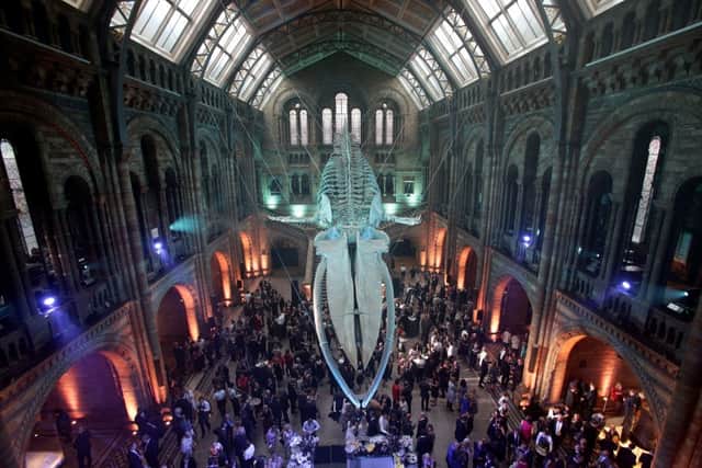Guests mingle beneath a blue whale skeleton at the Natural History Museum in 2017. (Picture: Yui Mok/AFP via Getty Images)