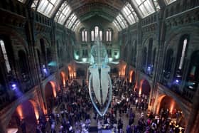Guests mingle beneath a blue whale skeleton at the Natural History Museum in 2017. (Picture: Yui Mok/AFP via Getty Images)