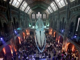 Guests mingle beneath a blue whale skeleton at the Natural History Museum in 2017. (Picture: Yui Mok/AFP via Getty Images)