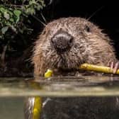 Beavers are to be reintroduced in Ealing after 400 years. Credit: Enfield Council
