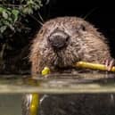 Beavers are to be reintroduced in Ealing after 400 years. Credit: Enfield Council