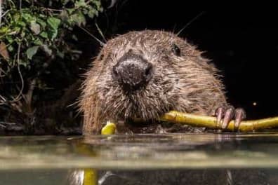 Beavers are to be reintroduced in Ealing after 400 years. Credit: Enfield Council