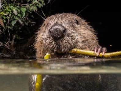 Beavers are to be reintroduced to Ealing after 400 years. Credit: Enfield Council
