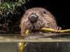 Beavers to be reintroduced in Ealing after a 400-year absence