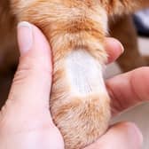 Cats in London and Kent have faced a spate of unusual ‘shaving’ attacks - Credit: Adobe