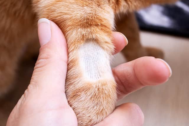 Cats in London and Kent have faced a spate of unusual ‘shaving’ attacks - Credit: Adobe