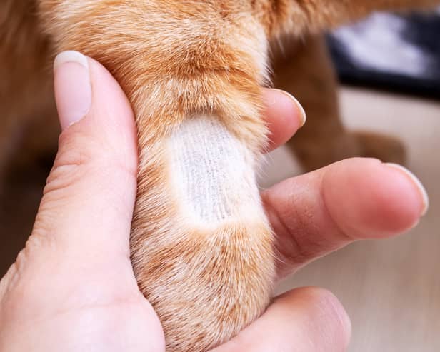 Cats in London and Kent have faced a spate of unusual ‘shaving’ attacks - Credit: Adobe