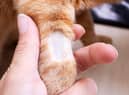 Cats in London and Kent have faced a spate of unusual ‘shaving’ attacks - Credit: Adobe