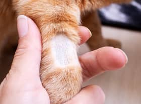 Cats in London and Kent have faced a spate of unusual ‘shaving’ attacks - Credit: Adobe