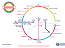 Route map of the new “Superloop” bus network. Credit: TfL