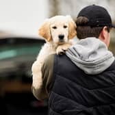 Figures show just how rare dog theft prosecutions are in London.