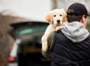 Figures show just how rare dog theft prosecutions are in London.