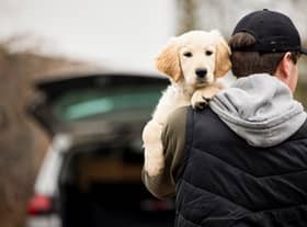 Figures show just how rare dog theft prosecutions are in London.
