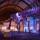 The Titanosaur exhibition is currently on at the Natural History Museum. Credit: Trustees of The Natural History Museum