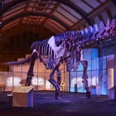 The Titanosaur exhibition is currently on at the Natural History Museum. Credit: Trustees of The Natural History Museum