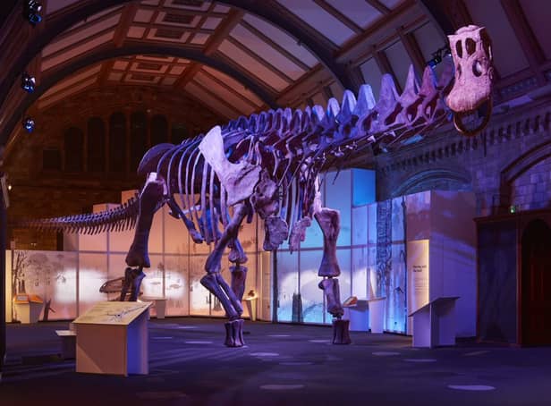 The Titanosaur exhibition is currently on at the Natural History Museum. Credit: Trustees of The Natural History Museum