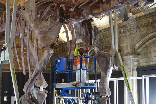 Workers reconstruct the cast inside the Natural History Museum. Credit: Trustees of the Natural History Museum
