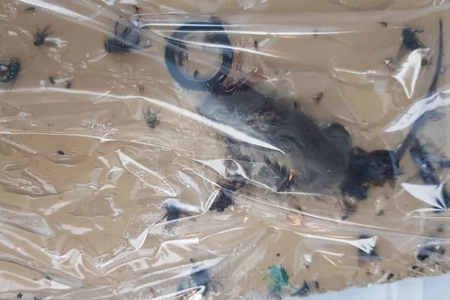 Dead rodents and their waste products were found at Yasar Halim Supermarket.