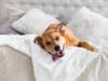 Experts warning over sharing bed with pets in April - how cuddling up with furry friends could make you ill