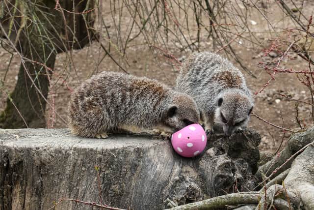 Meerkats at London Zoo enjoying Easter eggs. Credit: ZSL London Zoo