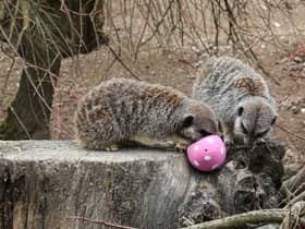 Meerkats at London Zoo enjoying Easter eggs. Credit: ZSL London Zoo