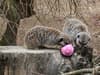 Watch: Sumatran tigers, meerkats and squirrel monkeys ‘eggsploring’ their Easter treats at London Zoo